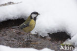 Great Tit (Parus major)