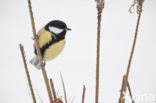 Great Tit (Parus major)