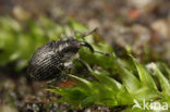 cabbage seedpod weevil (Ceutorhynchus assimilis)