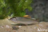 Kopvoorn (Squalius cephalus) 