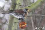 Fieldfare (Turdus pilaris)