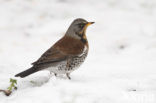 Fieldfare (Turdus pilaris)