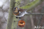 Fieldfare (Turdus pilaris)