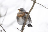 Fieldfare (Turdus pilaris)