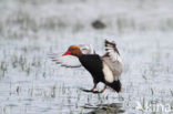 Red-crested Pochard (Netta rufina)