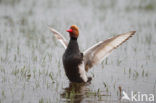 Red-crested Pochard (Netta rufina)