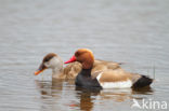 Red-crested Pochard (Netta rufina)