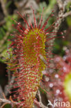 Lange zonnedauw (Drosera longifolia) 