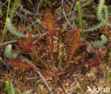 Lange zonnedauw (Drosera longifolia) 