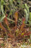 Lange zonnedauw (Drosera longifolia) 