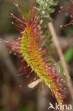 Lange zonnedauw (Drosera longifolia) 