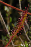 Lange zonnedauw (Drosera longifolia) 