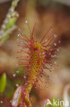 Lange zonnedauw (Drosera longifolia) 