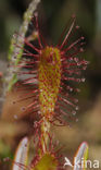 Lange zonnedauw (Drosera longifolia) 