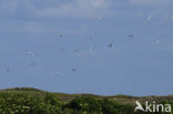 Lepelaar (Platalea leucorodia)