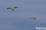 Lepelaar (Platalea leucorodia)