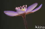 Leverbloempje (Anemone hepatica)