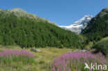 Lötschental