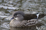 Mandarijneend (Aix galericulata)