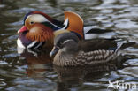 Mandarijneend (Aix galericulata)