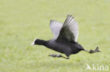 Meerkoet (Fulica atra)