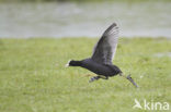 Meerkoet (Fulica atra)