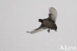 Common Coot (Fulica atra)