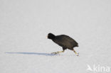 Common Coot (Fulica atra)