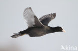 Meerkoet (Fulica atra)