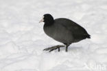 Common Coot (Fulica atra)