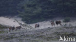 Mouflon (Ovis musimon)
