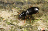 Moerasbospriempje (Bembidion mannerheimii)