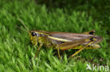 Large Marsh Grasshopper (Stethophyma grossum)