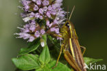 Large Marsh Grasshopper (Stethophyma grossum)