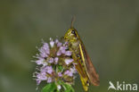 Moerassprinkhaan (Stethophyma grossum) 