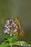 Large Marsh Grasshopper (Stethophyma grossum)