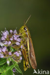 Moerassprinkhaan (Stethophyma grossum) 