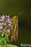 Moerassprinkhaan (Stethophyma grossum) 