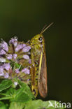 Moerassprinkhaan (Stethophyma grossum) 