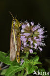 Large Marsh Grasshopper (Stethophyma grossum)