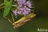Large Marsh Grasshopper (Stethophyma grossum)
