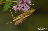 Moerassprinkhaan (Stethophyma grossum) 