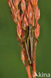 Large Marsh Grasshopper (Stethophyma grossum)