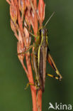 Large Marsh Grasshopper (Stethophyma grossum)