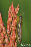 Large Marsh Grasshopper (Stethophyma grossum)