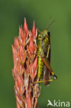 Moerassprinkhaan (Stethophyma grossum) 