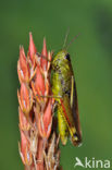 Large Marsh Grasshopper (Stethophyma grossum)