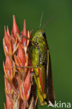 Large Marsh Grasshopper (Stethophyma grossum)