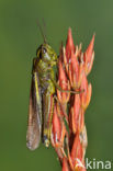 Large Marsh Grasshopper (Stethophyma grossum)
