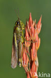 Large Marsh Grasshopper (Stethophyma grossum)